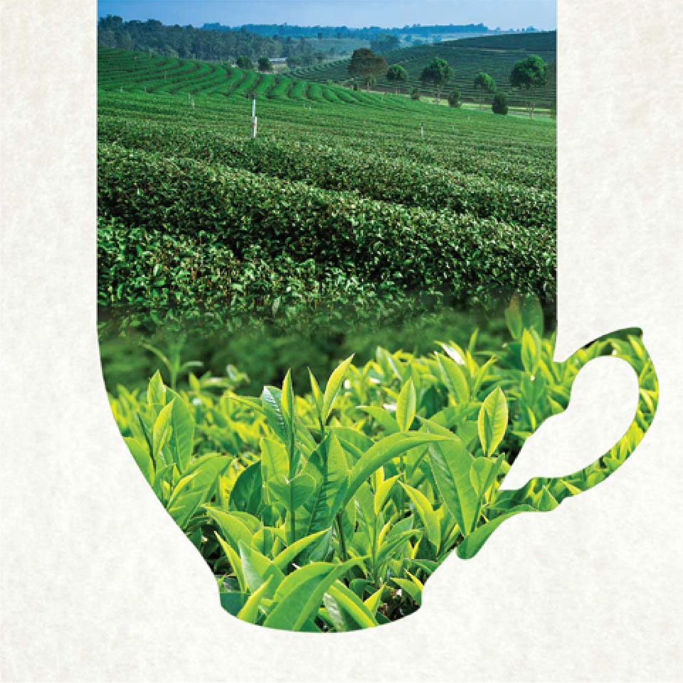 https://wysiwyg.co.in/sites/default/files/worksThumb/Teloijan-2015-tea-brochure-corporate-profile-a4-03_0.jpg